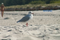 Jastarnia 2005 (IX)