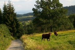 Kiczory 2005