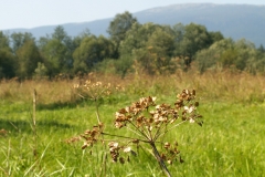 Kiczory 2005