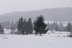 Kiczory 2005