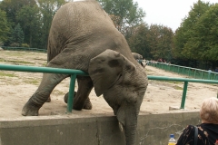 ZOO Chorzów 2006