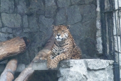 ZOO Chorzów 2006