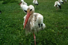 ZOO Chorzów 2006
