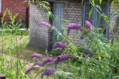 Jastarnia 2006