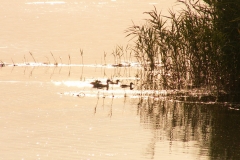 Jastarnia 2006