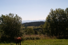 Kiczory 2006