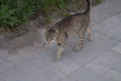 Mazury 2006