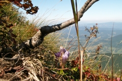 Vrátna 2006