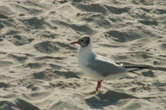 Jastarnia 2007